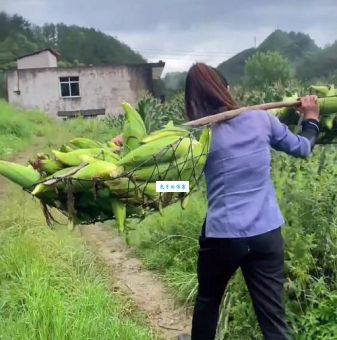 扫田刮地是什么意思？详解农村常见农活