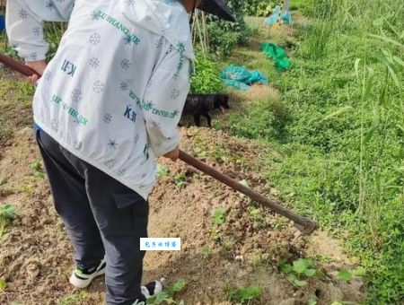 扫田刮地是什么意思？详解农村常见农活