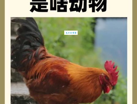 雄鸡断尾是什么生肖？民间说法大揭秘！