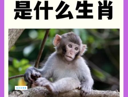 比乌鸦更让人讨厌的生肖是哪个？答案揭晓！