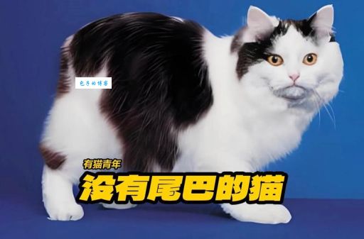 什么动物天生就没有尾巴？揭秘那些神奇的无尾动物