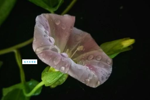粉面含春是什么意思？详解典故及现代用法