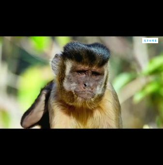 卷尾猴打一字：轻松学会猜字谜