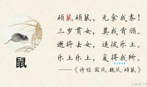 木森林寻财打一个正确生肖，诗词在线解答落实