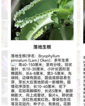 落地生根的意思通俗解释看完不再困惑