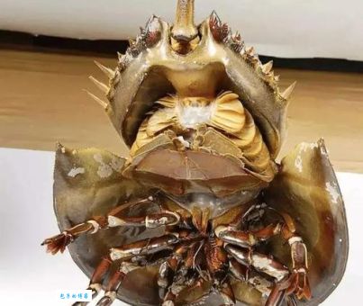 鲎怎么读音教你快速掌握正确发音