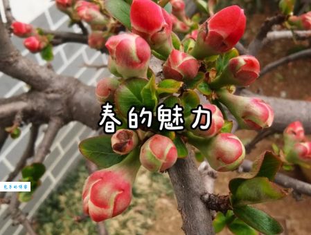 含苞欲放的意思是什么简单解释给你听