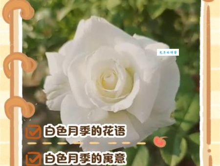 洁白无瑕的意思是什么 为什么用它形容纯洁