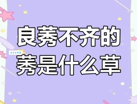 良莠不齐的意思和用法 读音和例句全掌握