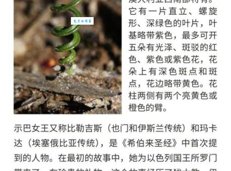 王朝建立：所罗门与示巴女王的后代？