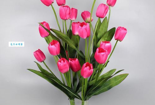 郁金香泡沫：那些花儿