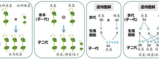 孟德尔的豌豆杂交实验对现代遗传学的影响