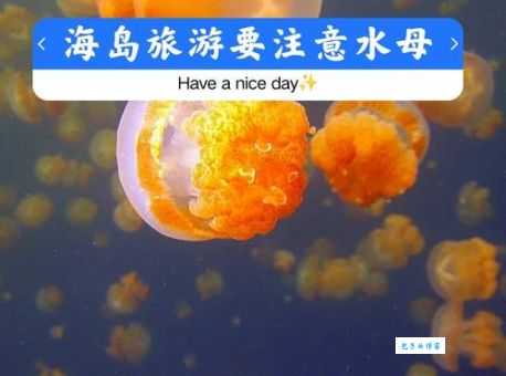 氰水母生活在哪 哪些海域要小心