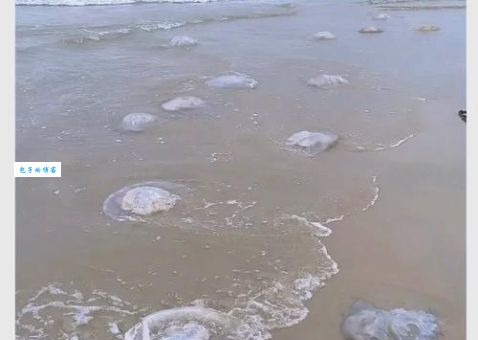 氰水母生活在哪 哪些海域要小心
