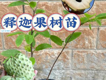 番荔枝科植物怎么养 新手种植指南分享