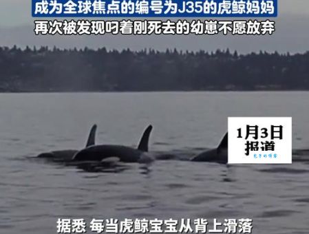 北瓶鼻鲸的叫声有多特别 科学家最新研究发现惊人事实