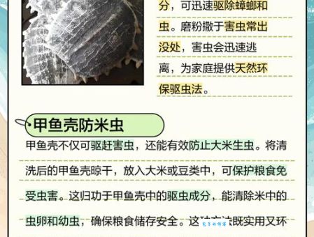 甲壳烧是什么东西 专家解析它的环保价值与应用