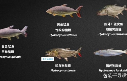巴巴里狮的历史分布区域与现存标本介绍