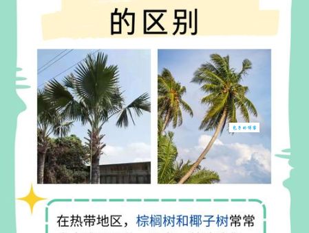 西米棕榈和普通棕榈区别 如何分辨这两种植物
