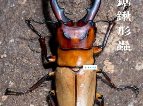 锹怎么读正确发音教程一学就会