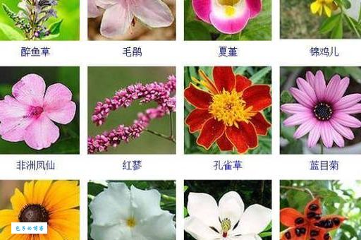 绿肥红瘦分别指什么花 原来是指这两种常见植物