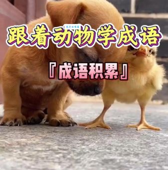 屡试屡成打一动物这个常见动物你肯定想不到