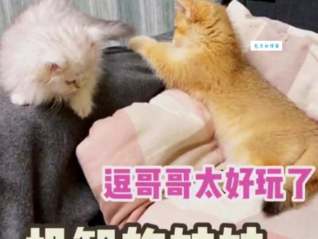 鳌拜的妹妹是啥意思 历史真相大揭秘