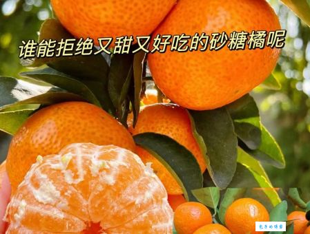 炫砂糖橘什么意思别再乱吃了正确方法在这