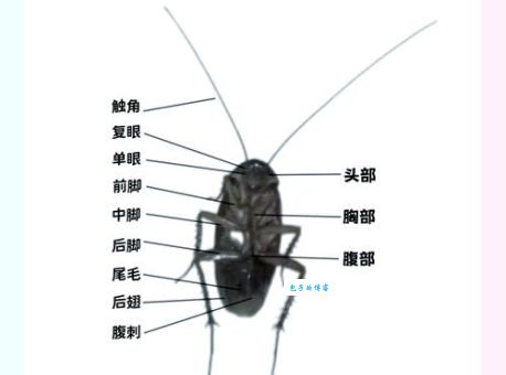 蟑螂恶霸是什么动物 如何彻底消灭这种害虫