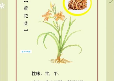 忘忧草实际上是什么花 原来它还有这些神奇功效