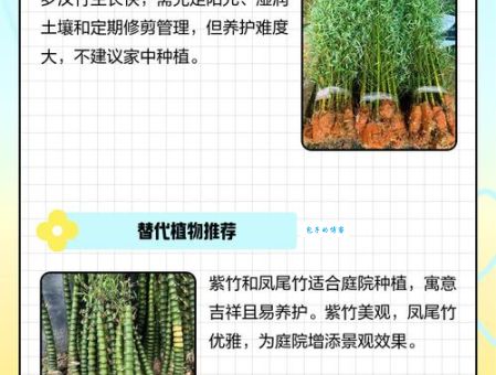 哪一种竹子不长在土里带你认识不需要土壤的竹子品种