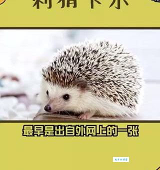 卡尔刺猬是什么梗 简单解释这个搞笑梗的由来