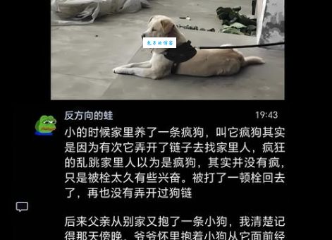 虐狗是什么意思 虐狗行为背后的真相揭秘