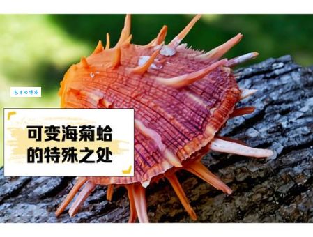 海菊花是什么东西探索它的生态特征与价值