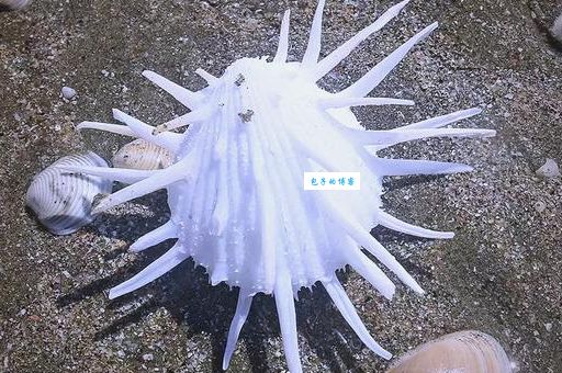海菊花是什么东西探索它的生态特征与价值