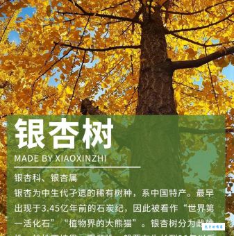 哪一种树被称为活化石银杏树的历史与价值