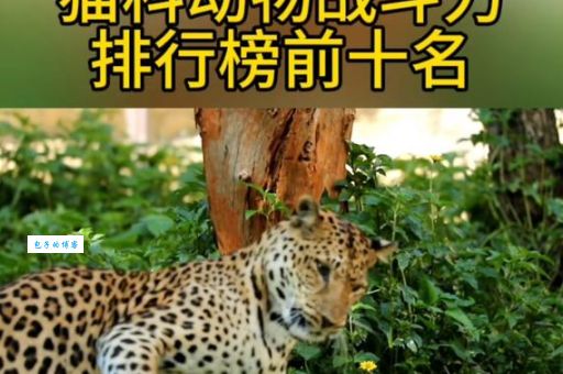 战无不胜的动物生存秘诀 原来它们这么厉害