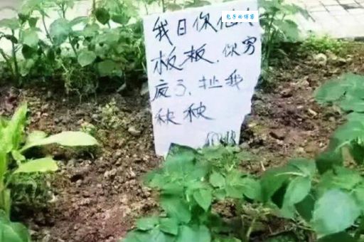 仙人板板是什么意思四川方言里的这个梗你懂吗