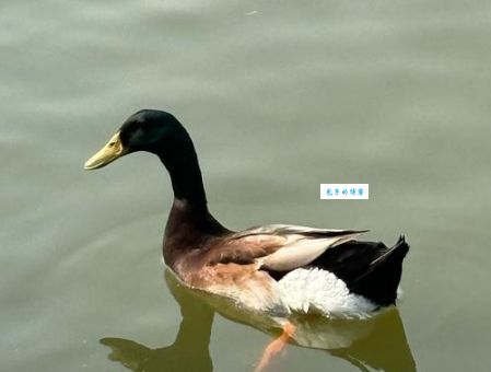 大黄鸭是什么意思 原来它不仅仅是一只玩具鸭子