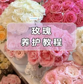 收到的玫瑰花束怎么养 简单几步让鲜花更持久