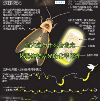 萤火虫发出的光忽明忽暗科学解释来了