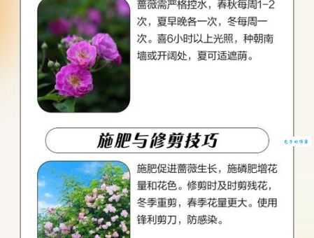 蔷薇红莲养护指南让花开得更鲜艳