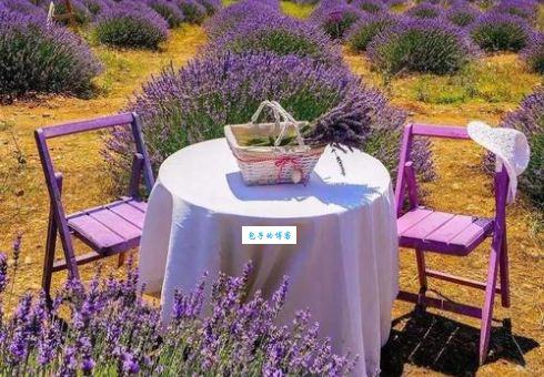 普罗旺斯在哪个国家 薰衣草之乡的所在地