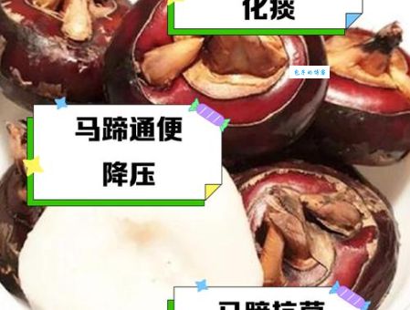 马蹄是马的指甲吗 解析马蹄的生长与保养方法