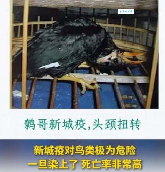 鸟屎掉身上有什么预兆 是福还是祸听听老人怎么说