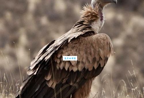 秃鹫的头为什么是秃的揭秘秃鹫秃头的真正原因