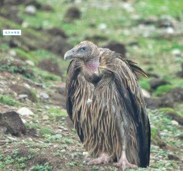 秃鹫的头为什么是秃的揭秘秃鹫秃头的真正原因