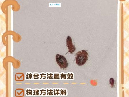臭虫怕什么快速消灭臭虫的五个有效方法