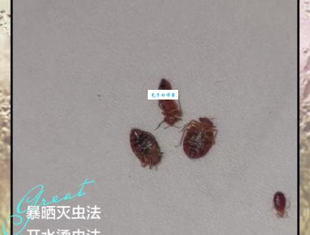臭虫怕什么快速消灭臭虫的五个有效方法