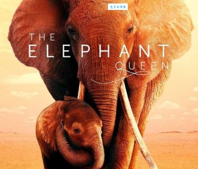 为什么象群首领是母象母象如何成为象群核心